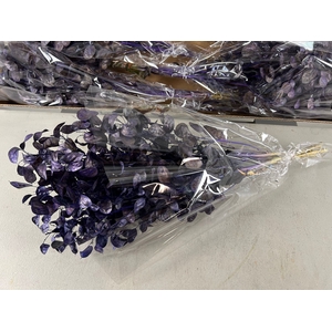 DF Lunaria Bs Purple