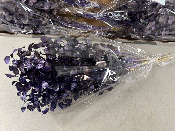 <h4>DF Lunaria Bs Purple</h4>