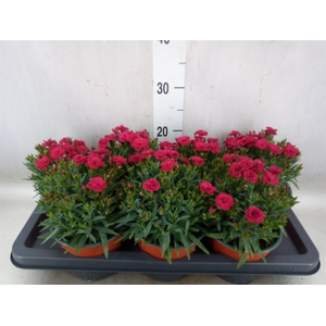 Dianthus   ...