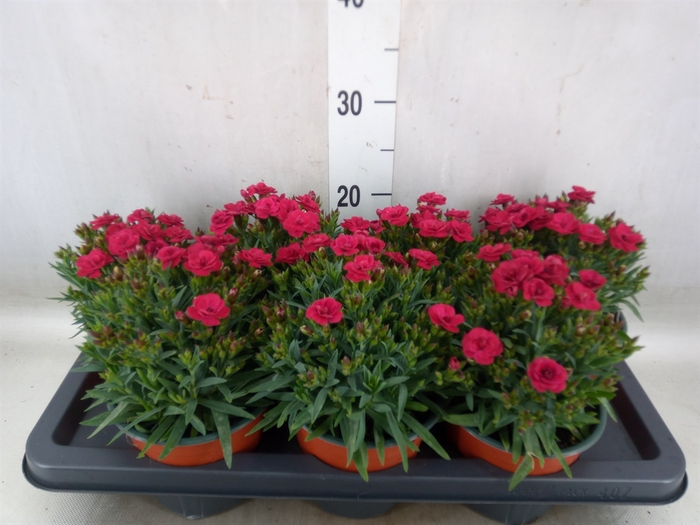<h4>Dianthus   ...</h4>