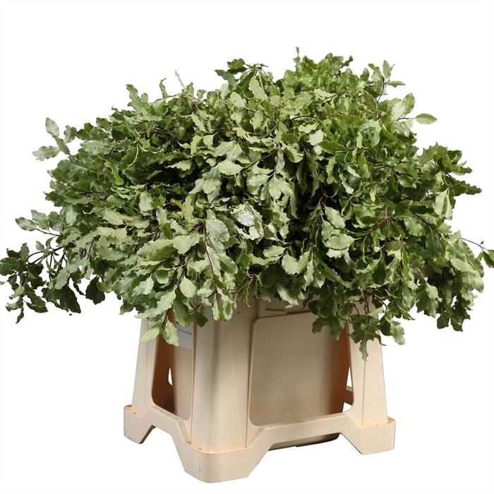 <h4>Pittosporum Nevato</h4>