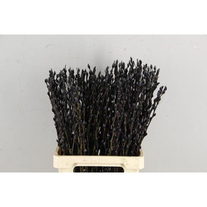 Salix Snowflake 70cm Black