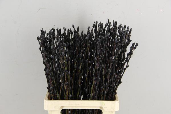 Salix Snowflake 70cm Black