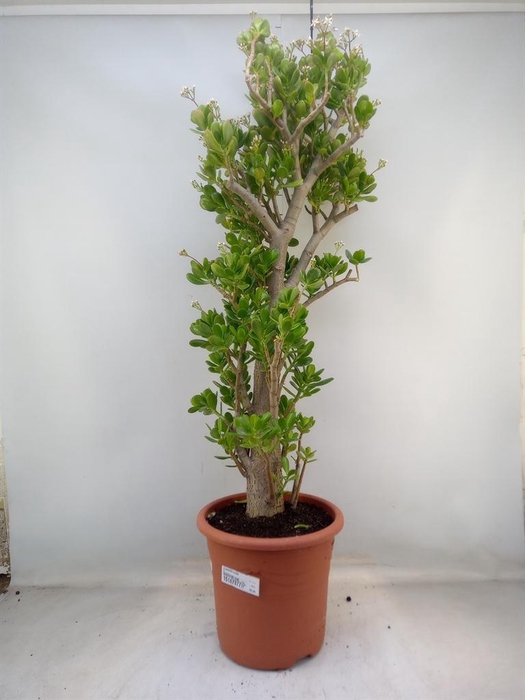 <h4>Crassula ovata</h4>