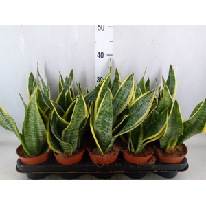 Sansevieria trifa. 'Futura Superba'