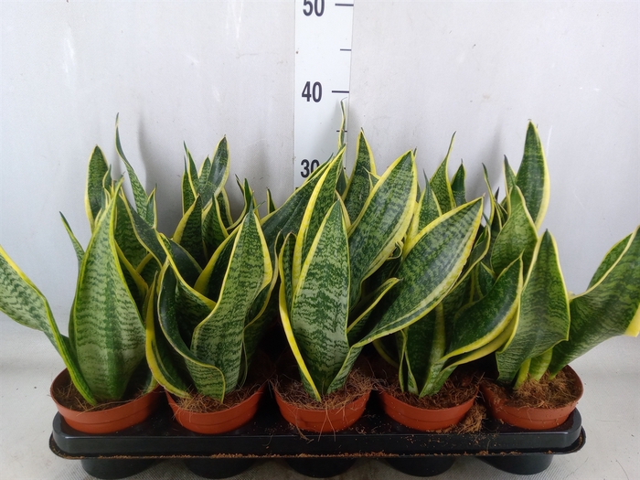 <h4>Sansevieria trifa. 'Futura Superba'</h4>