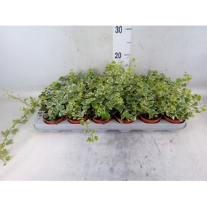 Hedera helix 'White Wonder'