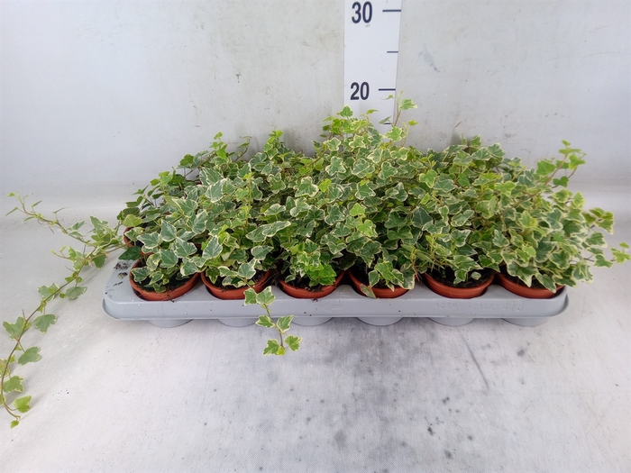 <h4>Hedera helix 'White Wonder'</h4>