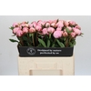 Paeonia Sarah Bernhardt