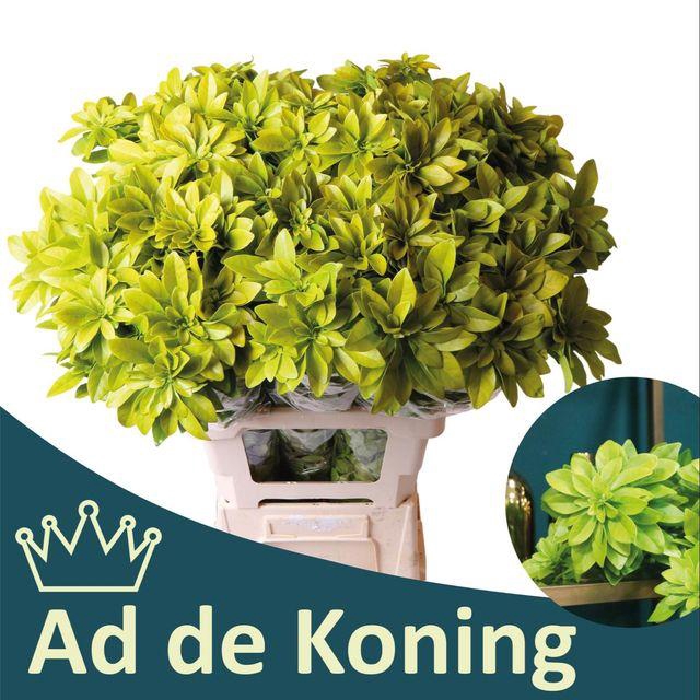 <h4>Choisya ternata 'Lich'</h4>