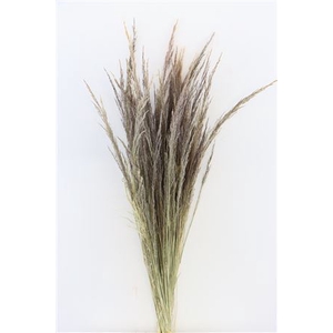 Dried Erba Grass Natural Bunch Slv