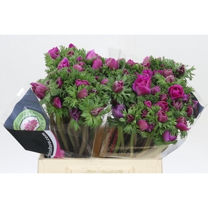 Anemone Mistral Plus Cerise