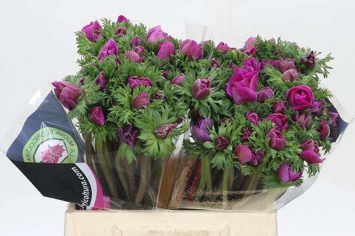 Anemone Mistral Plus Cerise