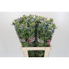 Oxypetalum Tweedia Blue