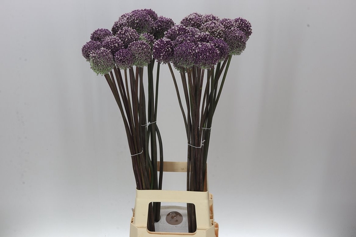 <h4>Allium Summer Drummer</h4>