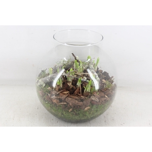 arr4 Narcis PL - Glas bol nek XL