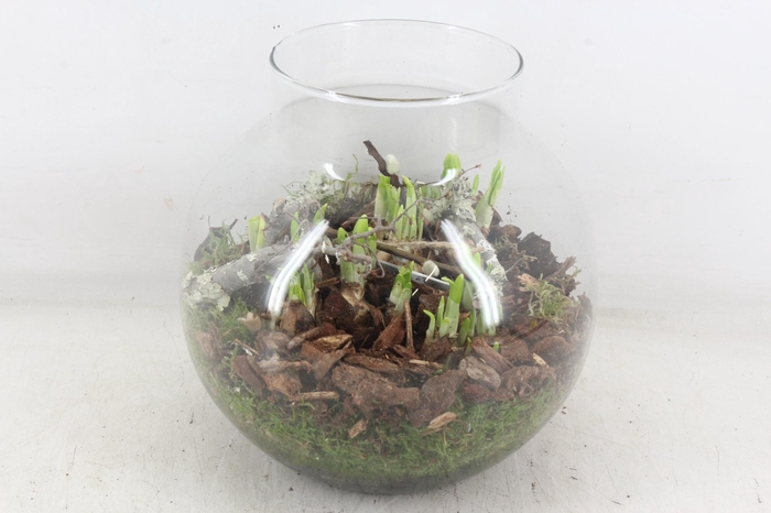 <h4>arr4 Narcis PL - Glas bol nek XL</h4>