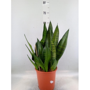Sansevieria trifa. 'Hahnii'