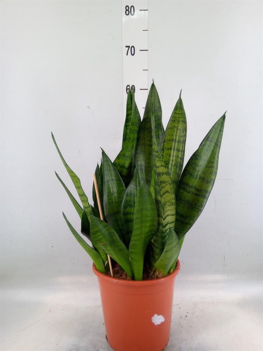 <h4>Sansevieria trifa. 'Hahnii'</h4>