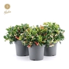 Gaultheria pr. 'Big Berry'® P15