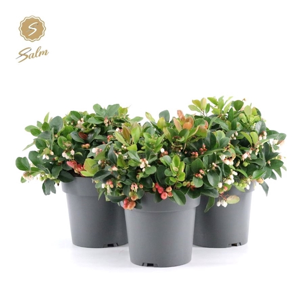 <h4>Gaultheria pr. 'Big Berry'® P15</h4>