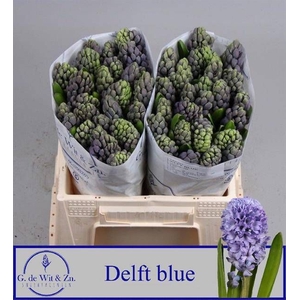 HYAC DELFT BLUE