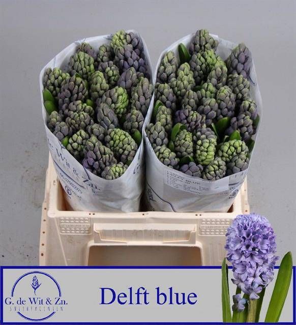 <h4>HYAC DELFT BLUE</h4>