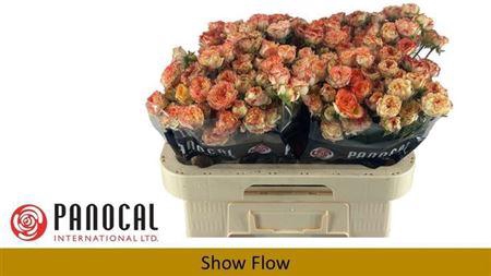 <h4>R Tr Show Flow</h4>