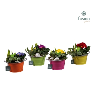 Schaal zink rond Voorjaar met Arrangement verschillende kleuren