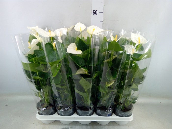 <h4>Anthurium  'Karma White'</h4>