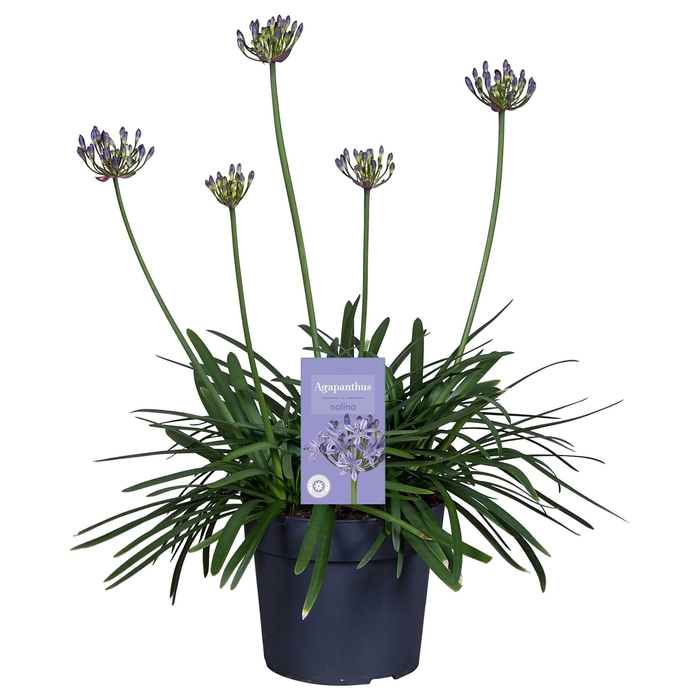 <h4>Nolina Agapanthus Ø 19 cm. Summer LoveTM Blue</h4>