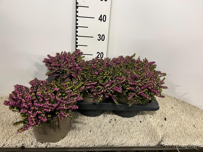 <h4>ERIC GR OV GEM</h4>