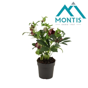 Helleborus