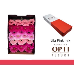 Gerbera Mix Lila - Pink Doos