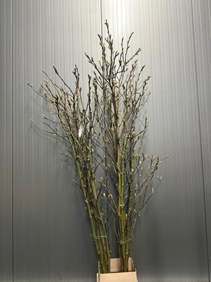 <h4>Magnolia Soulangeana 230/250cm</h4>