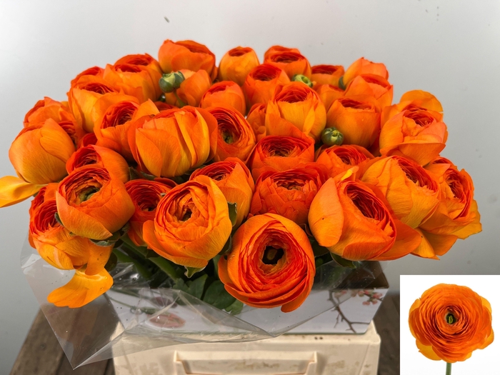 <h4>RAN SU LAMBADA</h4>