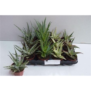 Aloe Gem