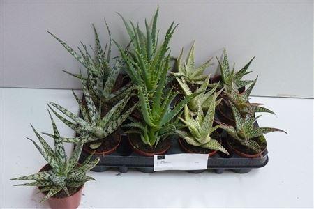<h4>Aloe Gem</h4>
