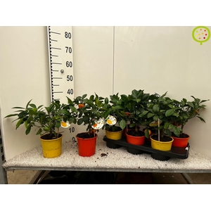 CITR MICROCARPA
