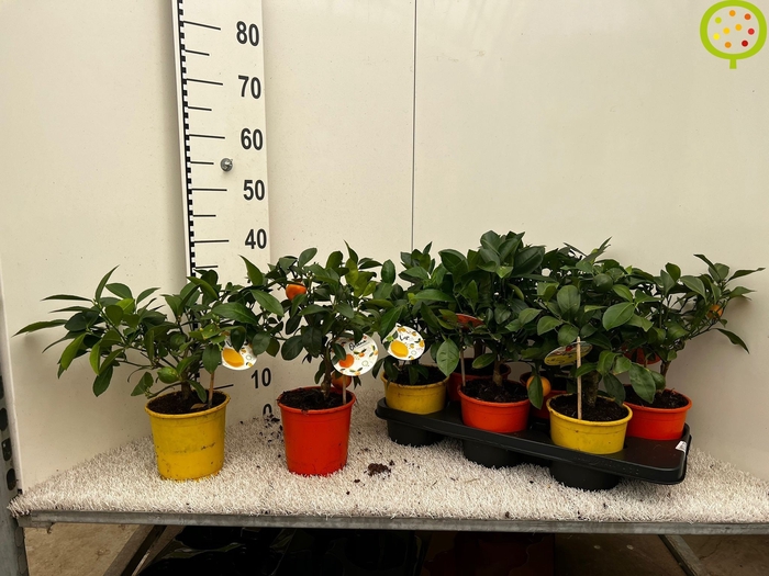 <h4>CITR MICROCARPA</h4>