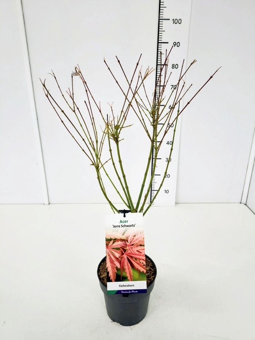 <h4>Acer palmatum Jerre Schwartz</h4>