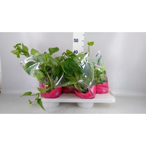 Epipremnum pinn. 'Global Green'