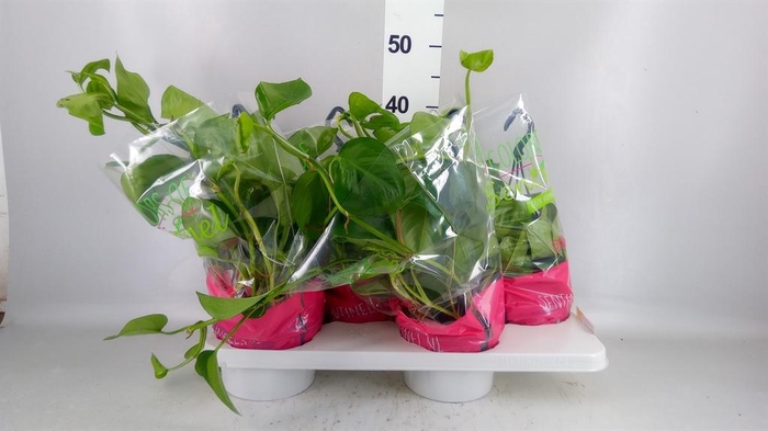 <h4>Epipremnum pinn. 'Global Green'</h4>