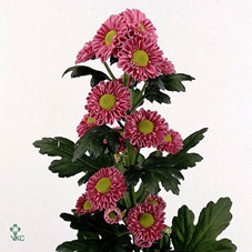 Oriental p13 Rondella PINK