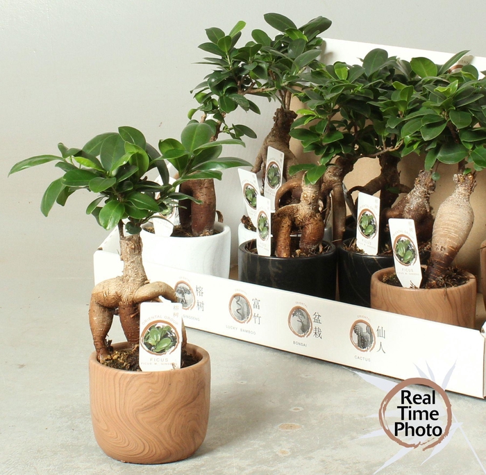 <h4>FIC MI GINSENG</h4>