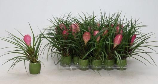 <h4>TILL CYANEA ANITA</h4>