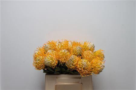 <h4>Leuco Super Gold</h4>