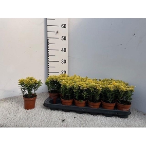 EUONYMUS OV