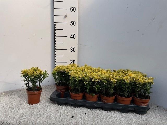<h4>EUONYMUS OV</h4>