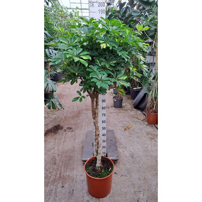 <h4>Schefflera arbor. 'Gold Capella'</h4>